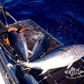 21 Reich Thunfisch