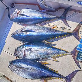 A lot of tunas - one day hunting in Croatia