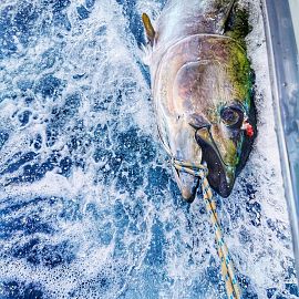 biggamefishing20