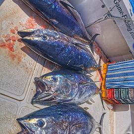 biggamefishing22