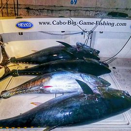 biggamefishing51