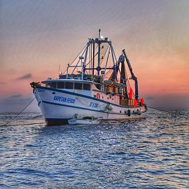 Adriatic sea home for bluefin tuna