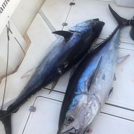 Красный тунец Cabo Big Game Fishing