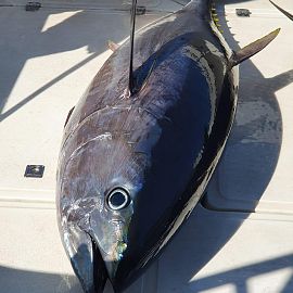 Огромный тунец в Хорватии CABO big game fishing Vodice