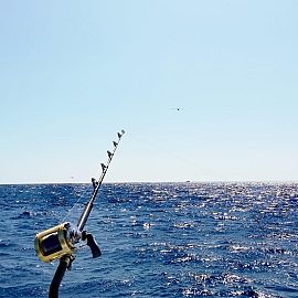 Under havet er en stor tun
